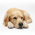 Custom ultra-realistic faux fur pet replica sculpture